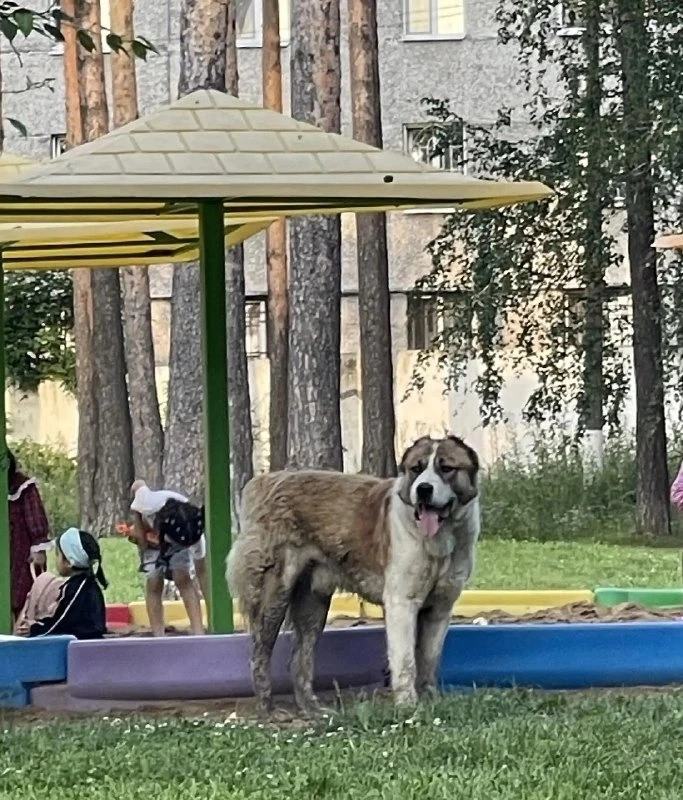 Потерялась собака, алабай, окрас рыжий с белым (Екатеринбург, Сортировка) 

❤️Друзья! Помогите, пожа