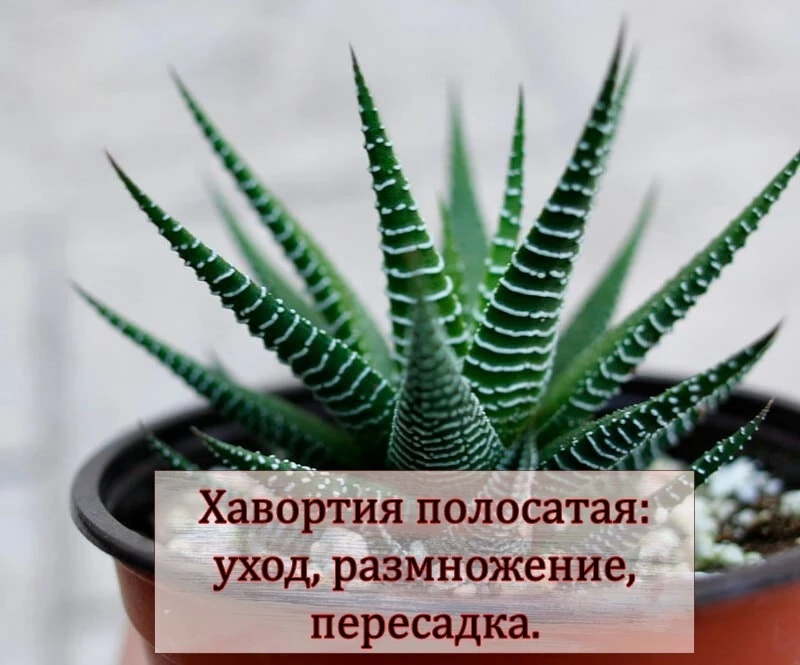 Хавортия полосатая (Haworthia fasciata) – суккулент из Южной Африки с жёсткими зелёными листьями, по