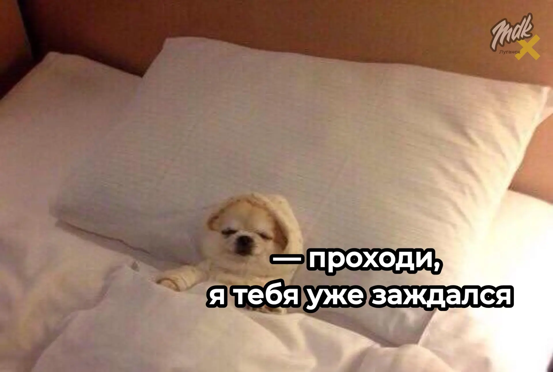 😴 Спать с собакой оказалось полезнее, чем с кошкой — такие выводы сделали исследователи

По данным 