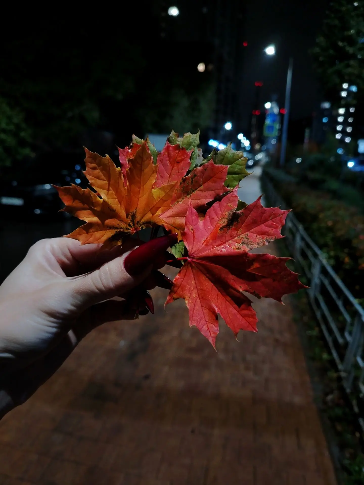 🍁🍁🍁