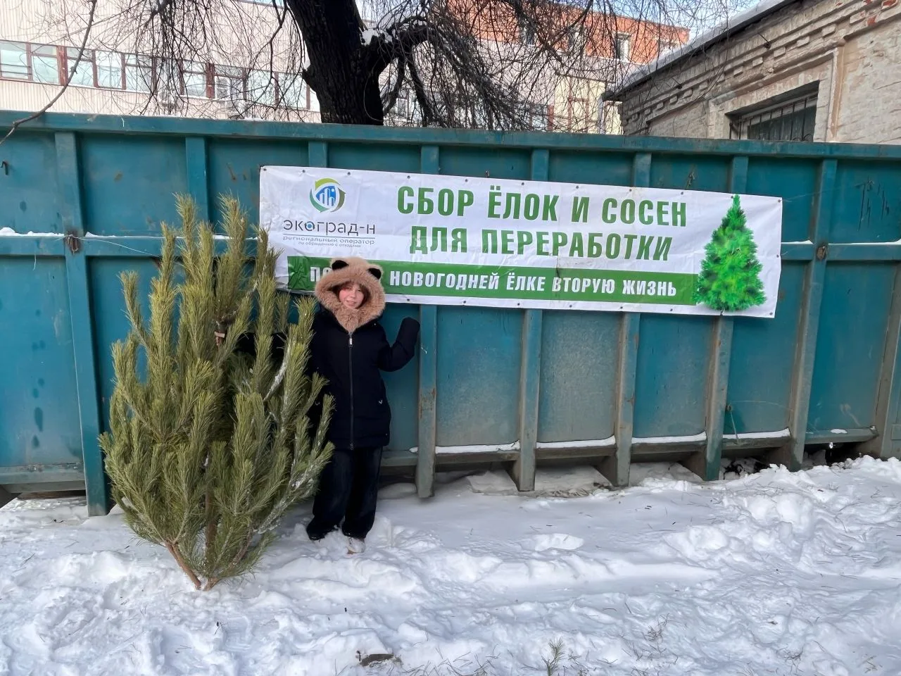 Азовчан призывают не выбрасывать оставшиеся после новогодних праздников ёлки и сосны, а...