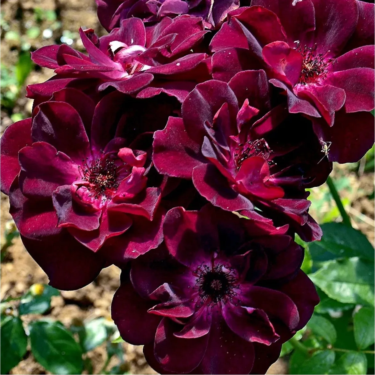 Роза «Бургунди Айс» (Burgundy Ice): бархатная роскошь в вашем саду