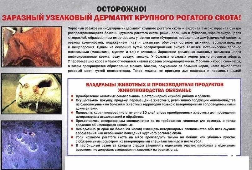 📍ПАМЯТКА ДЛЯ НАСЕЛЕНИЯ ПО ЗАРАЗНОМУ УЗЕЛКОВОМУ ДЕРМАТИТУ
🐄 Заразный узелковый дерматит (ЗУД)— конт