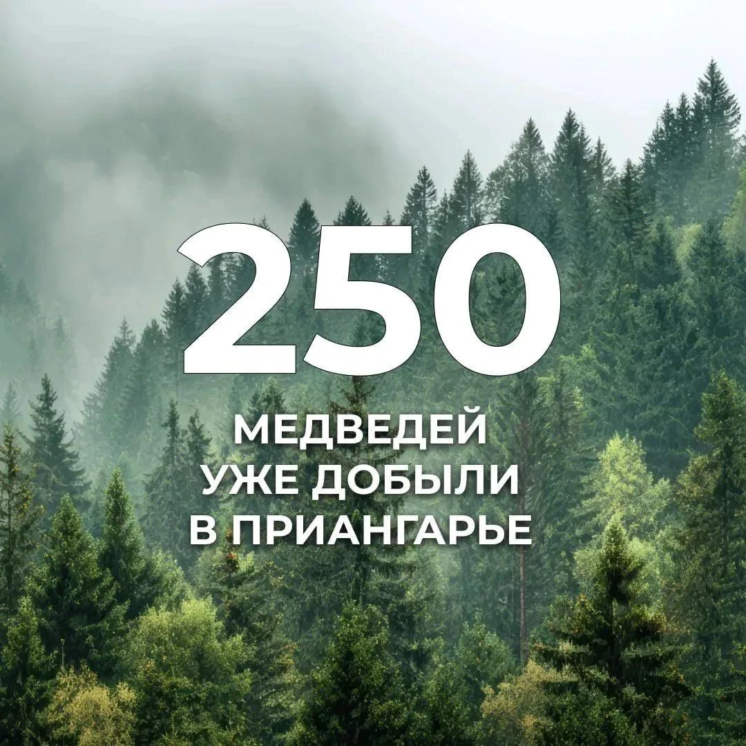 В Приангарье продолжается работа по регулированию численности медведей.