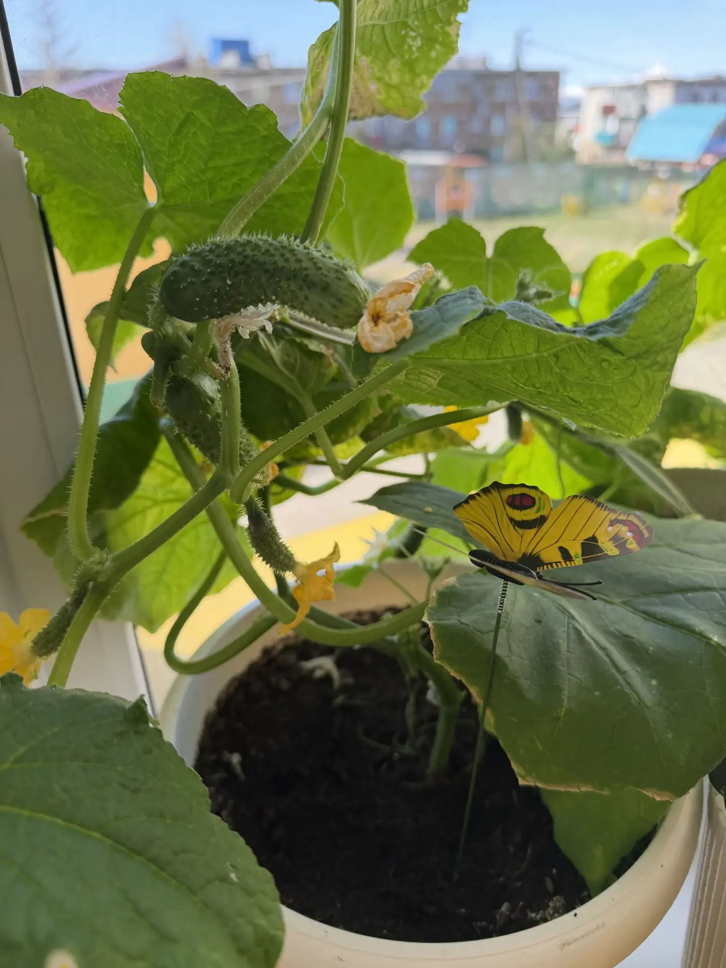 🍅 Чудеса на подоконнике в группе "Капелька" :наш первый урожай! 🌱