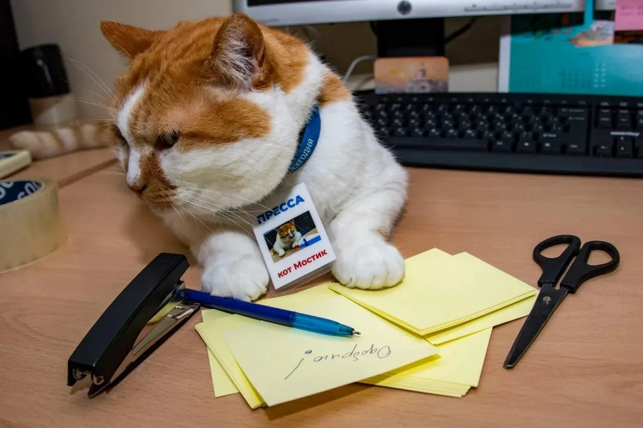 😼Все утро в трудах.
