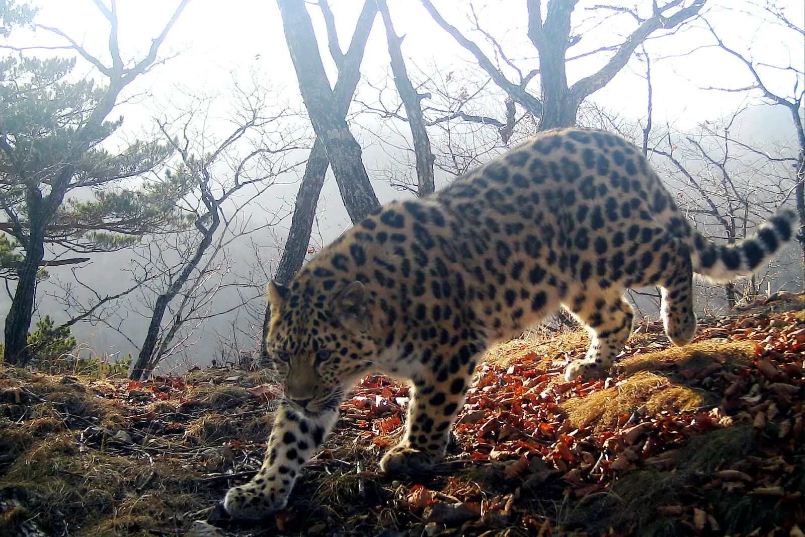 Знакомьтесь — Leo 285M, у которого появилось имя — Юнги 🐆  Молодой самец дальневосточного леопарда L