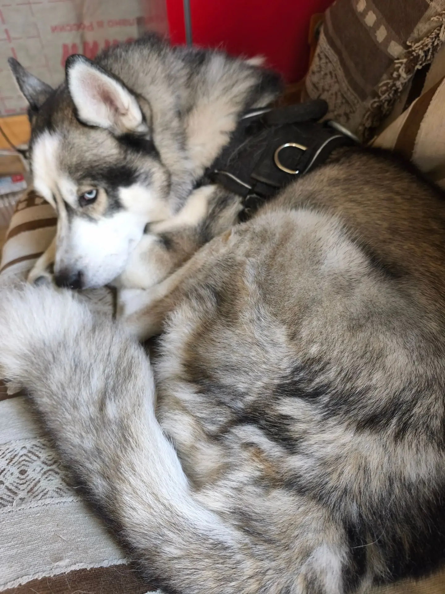 А самой большой кисе то 3 года сегодня 🥳❤️
