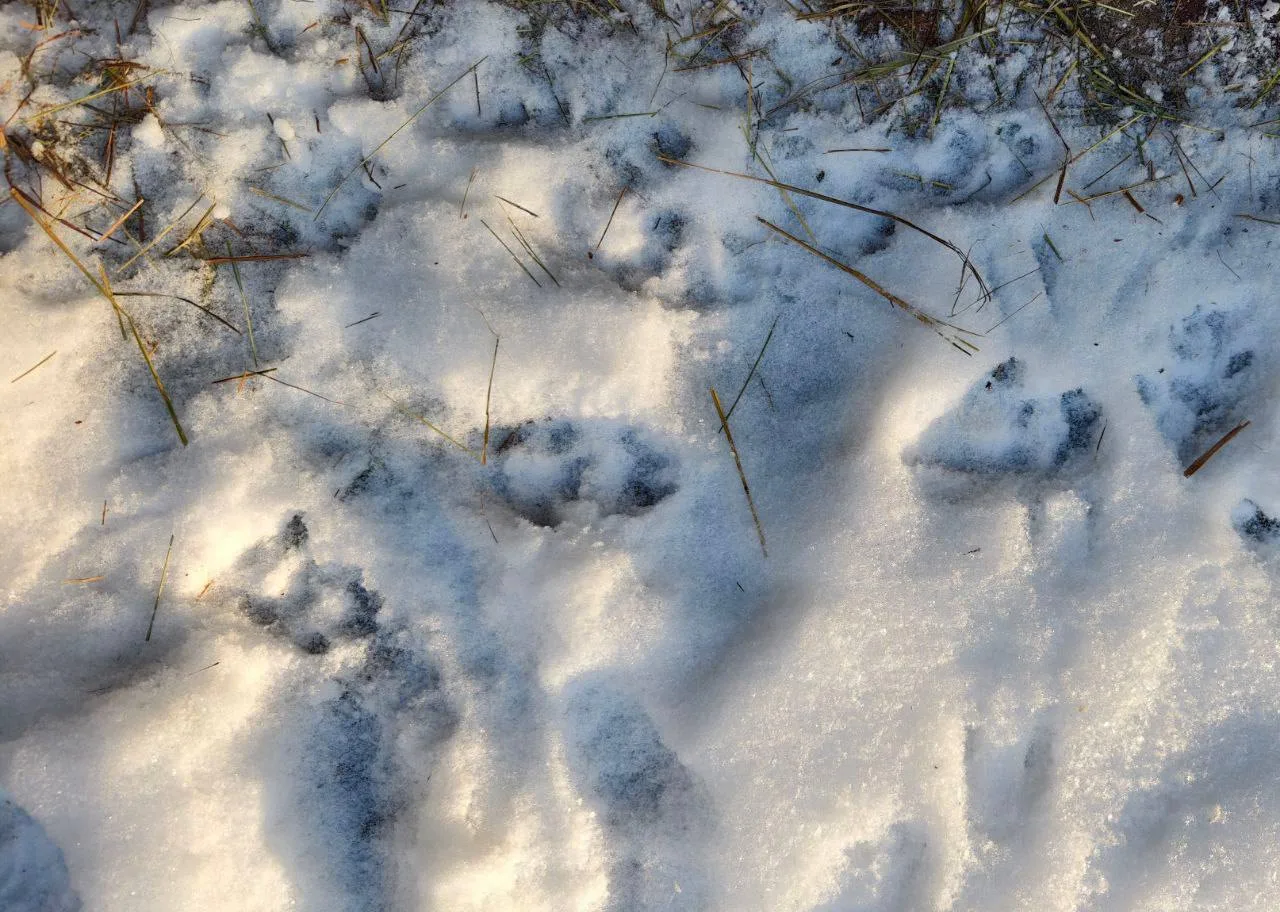 ☃️Пока за окном лежит снег, предлагаем вам вновь почувствовать себя следопытами. В эту воскресную ви