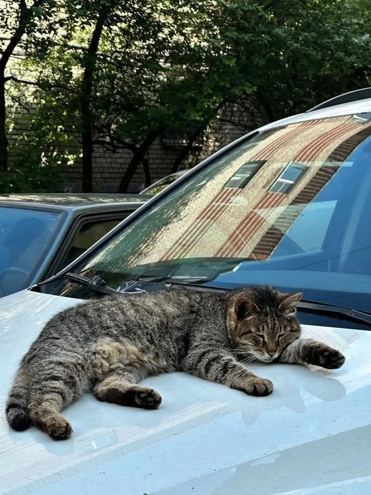 Короткая добрая история Он познакомился с этим котом на стоянке... Сперва просто гладил, потом – про