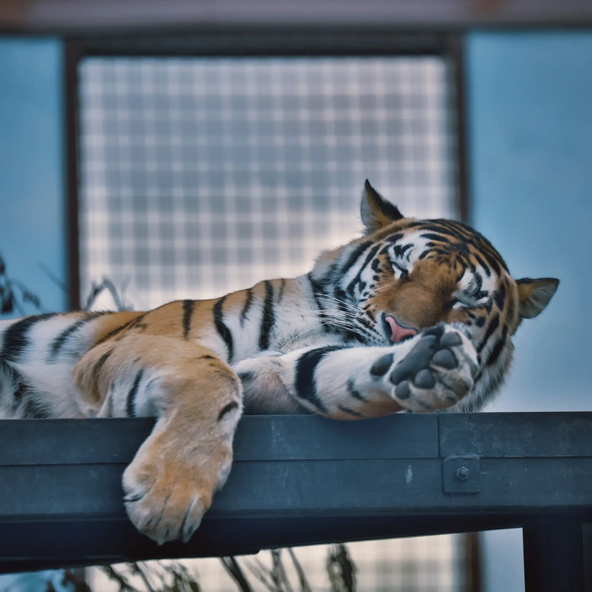 🐯Басур и Саяна в объективе