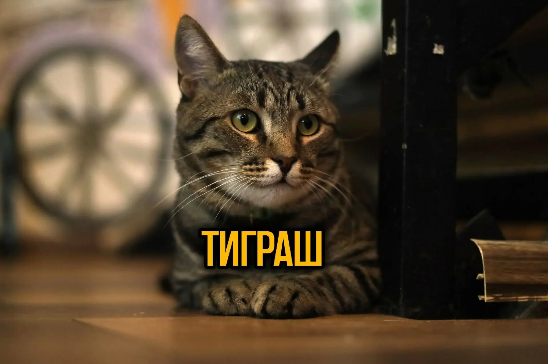 Тиграш🧡 
 
Котика нашли на улице рядом с частным сектором. Скорее всего он ходил в поисках еды и до