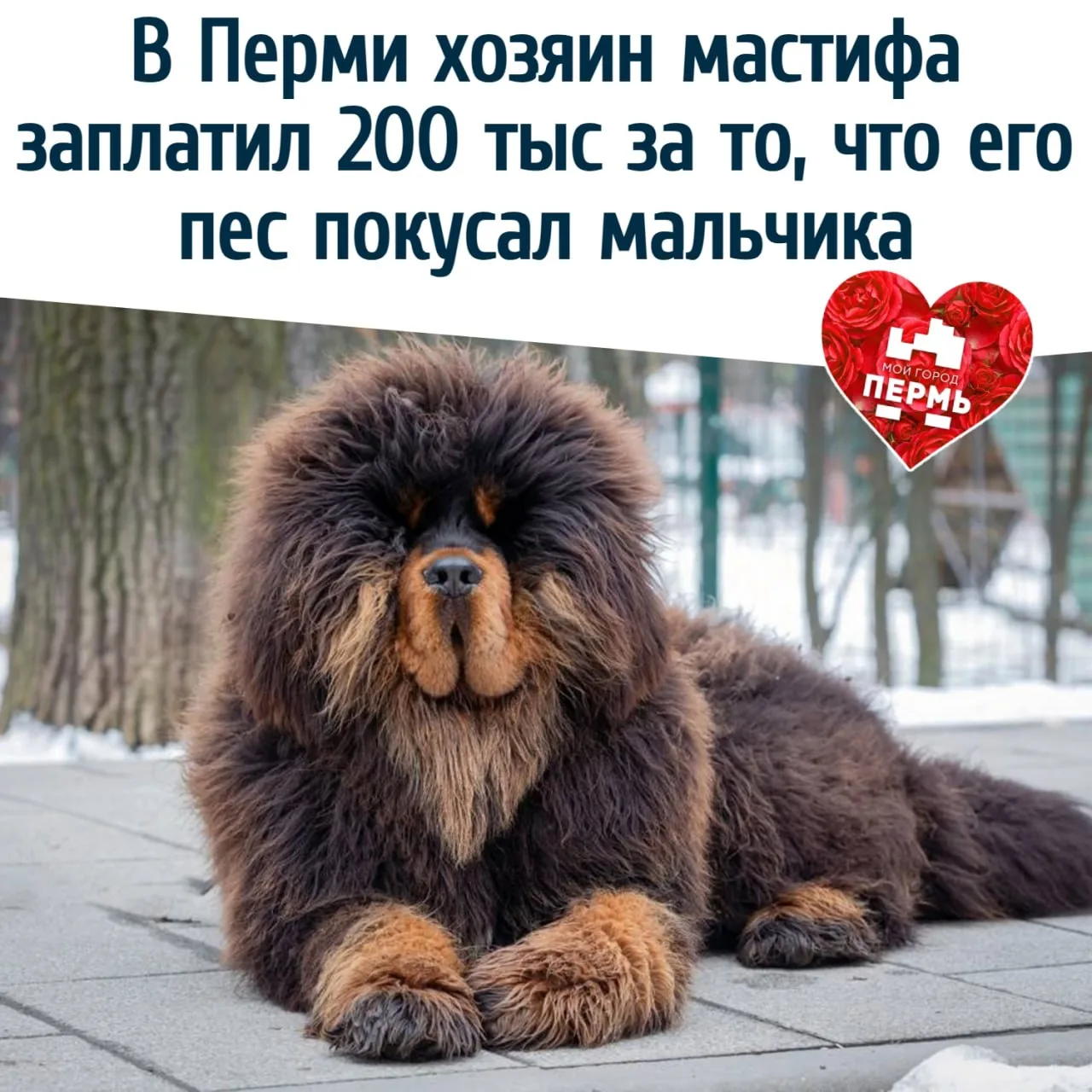 🐕 В Перми хозяин мастифа заплатил 200 тысяч за то, что его пес покусал мальчика
⠀
Безответственност