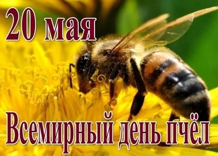 🐝20 мая отмечается Всемирный день пчёл — праздник, который напоминает о важности этих ...