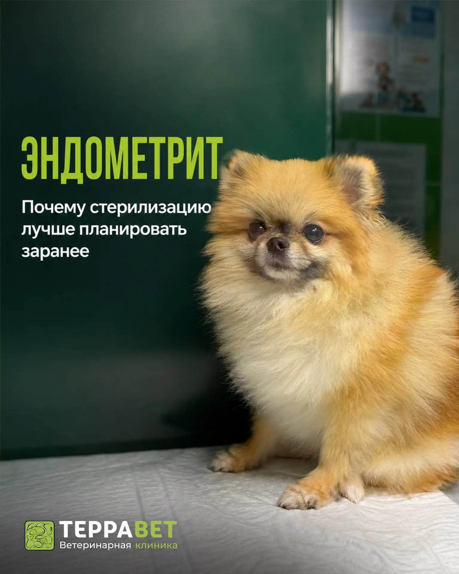 Эндометрит — воспаление слизистой оболочки матки, которое может развиваться у нестерили...