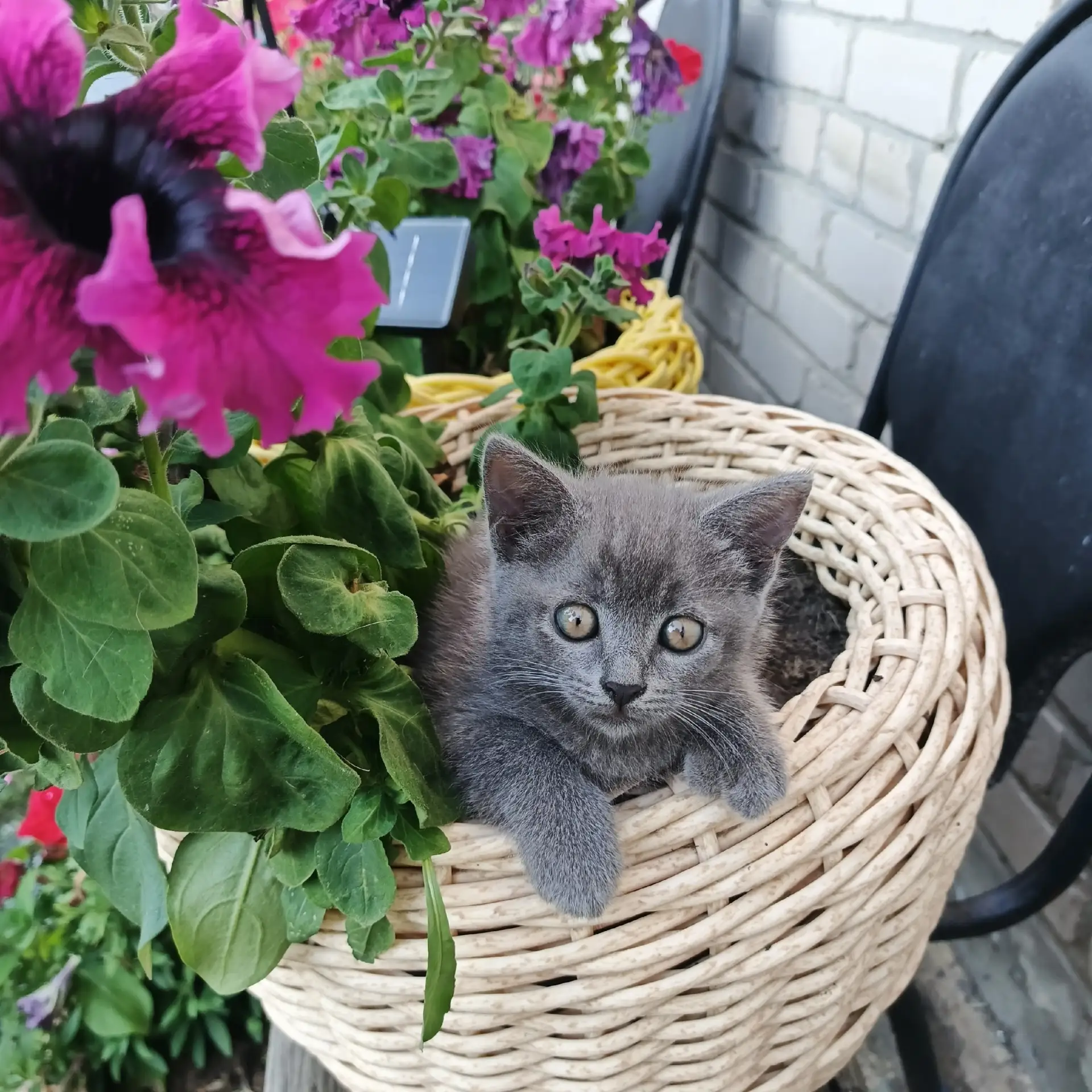 Котята в добрые руки 89822753749