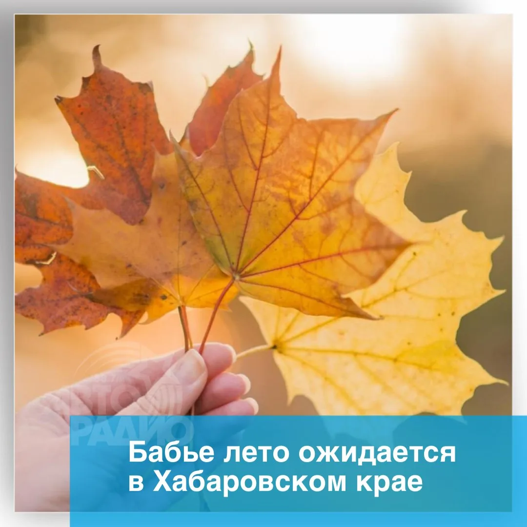 Бабье лето придет в Хабаровский край на следующей неделе, сообщает портал «Губерния». П...