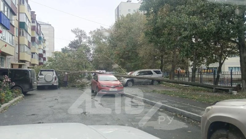 🚗 Дерево упало на автомобили на проспекте Мира в Южно-Сахалинске