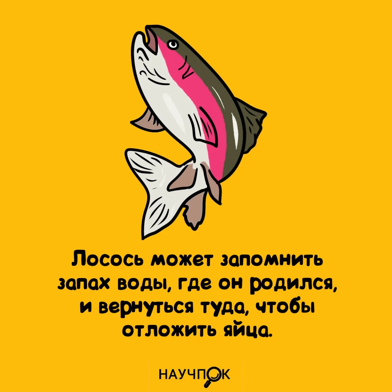 Научпок | Подписаться