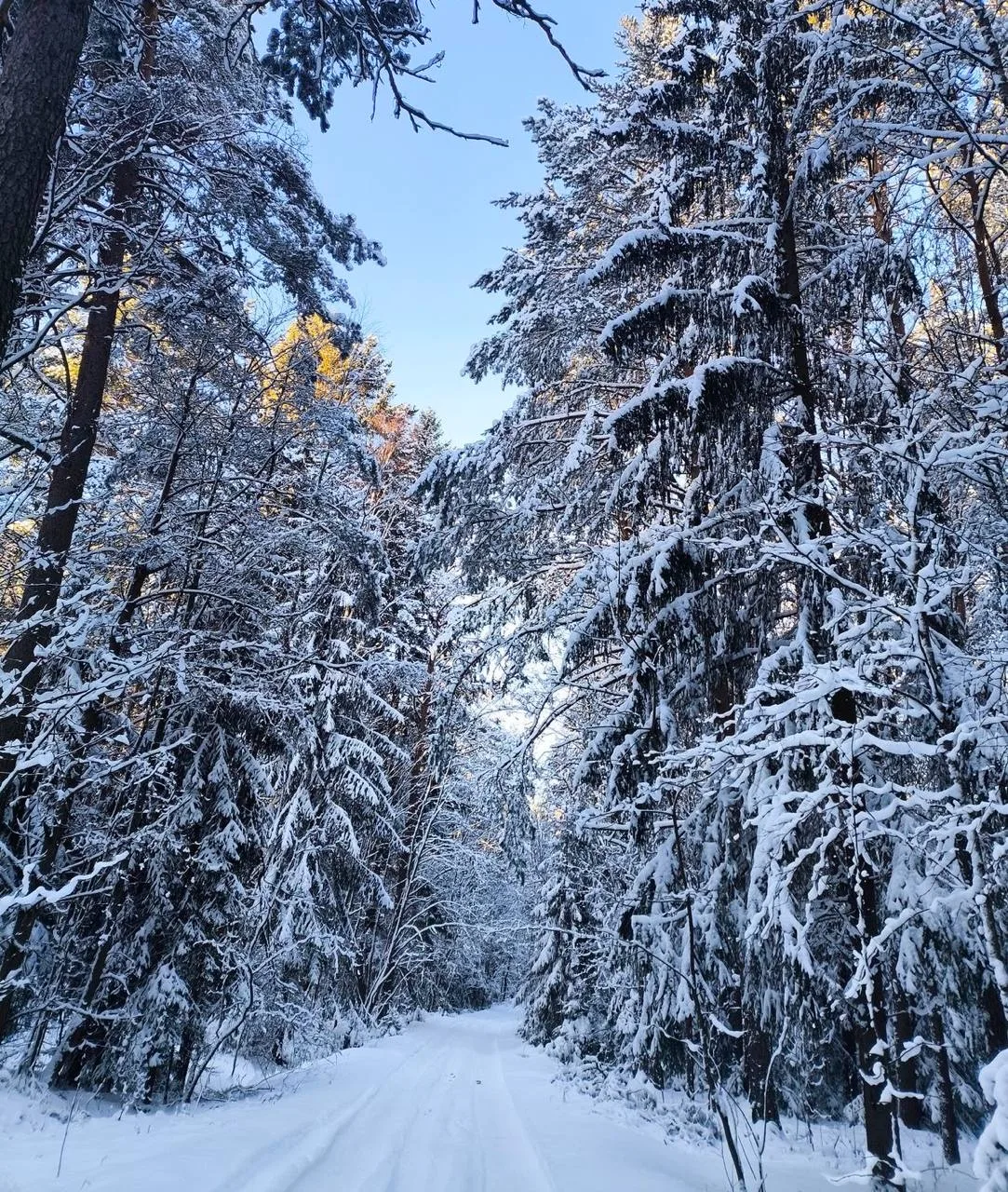 ❄️ В Ленобласть идут 25-градусные морозы