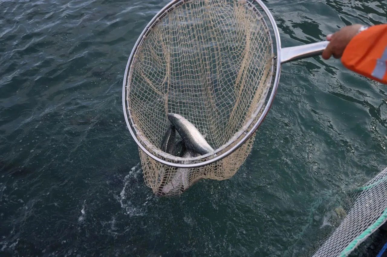 🐟В Дагестане объемы выращивания осетровых выросли на 18% в 2026 году
