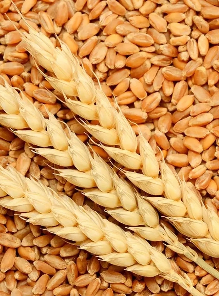 Продам зерно по 7руб,самовывоз +79780270876