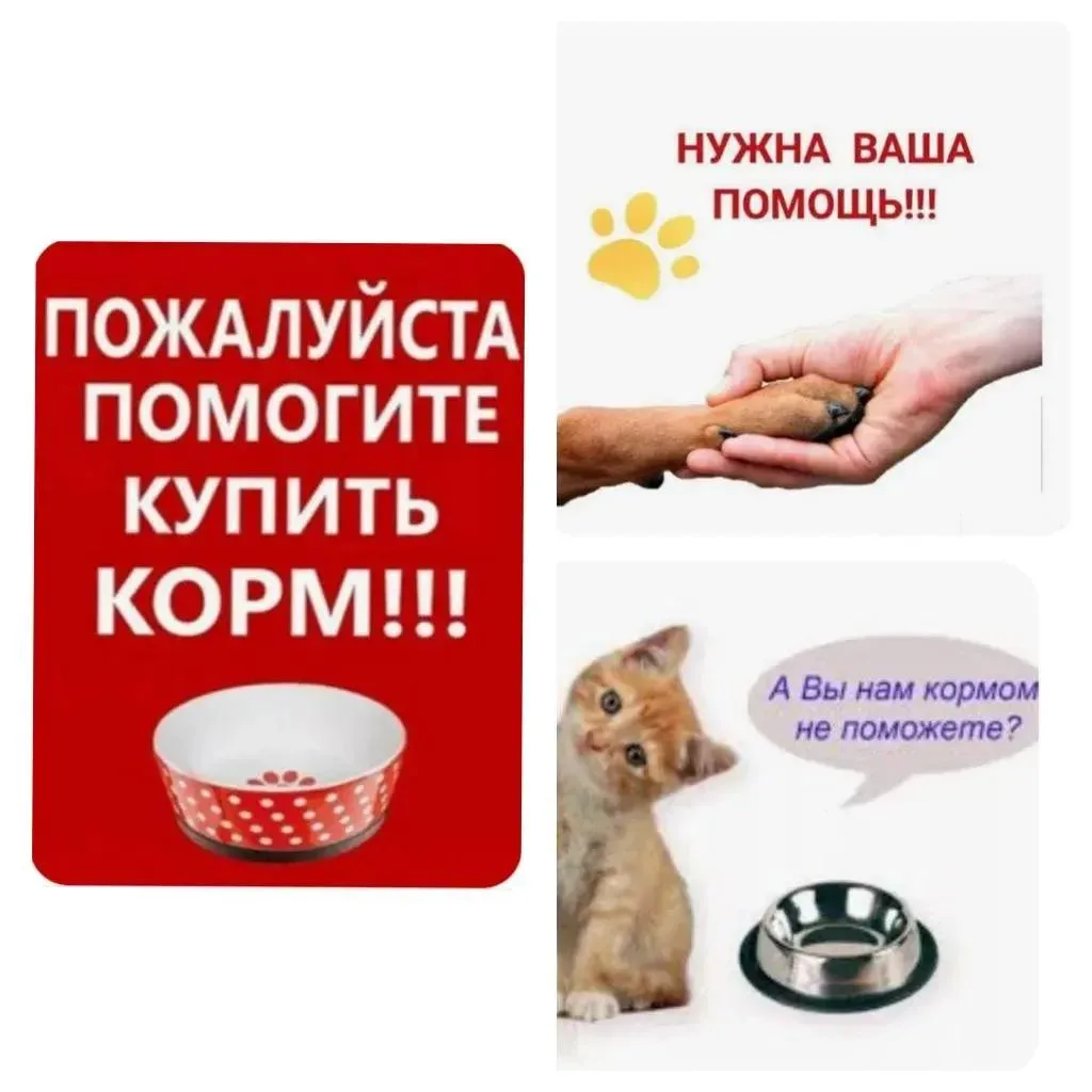 г. Большой Камень. Мы вновь обращаемся ко всем неравнодушным людям с просьбой о помощи  четвероногим