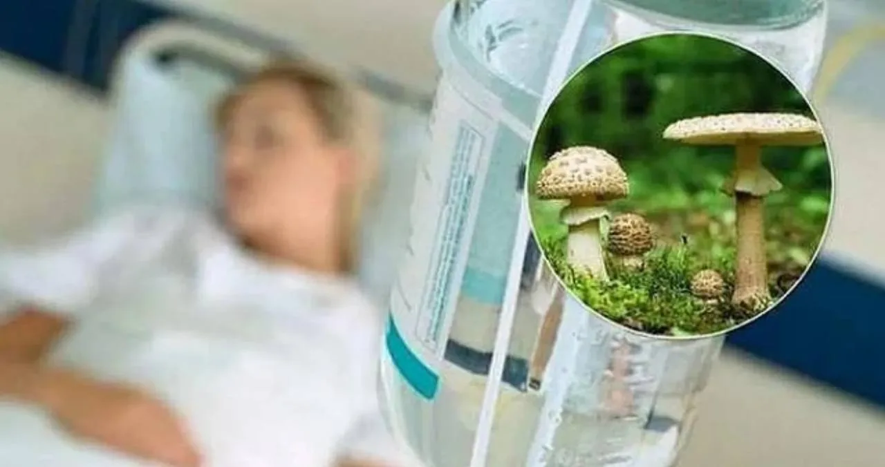 🍄 В Самарской области почти 30 человек отравились ядовитыми грибами.