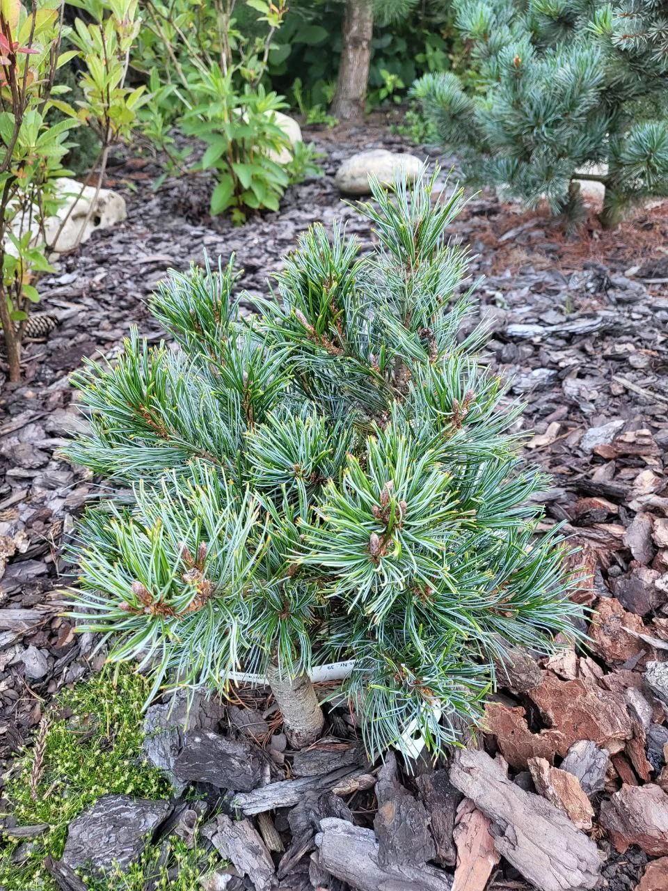 Pinus pumila 'Draijer's Dwarf'