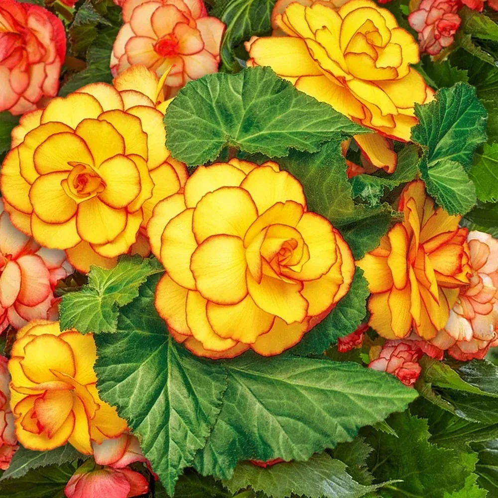 Новинки клубневых бегоний для вдохновения! 🌺  Готовы превратить балкон, террасу или клумбу в выставк