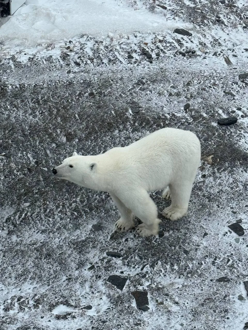 Медвежьи будни на мысе Челюскин