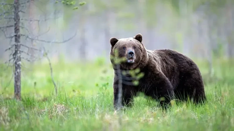 🐻 Туристов попросили не ходить к месту исчезновения семьи Усольцевых