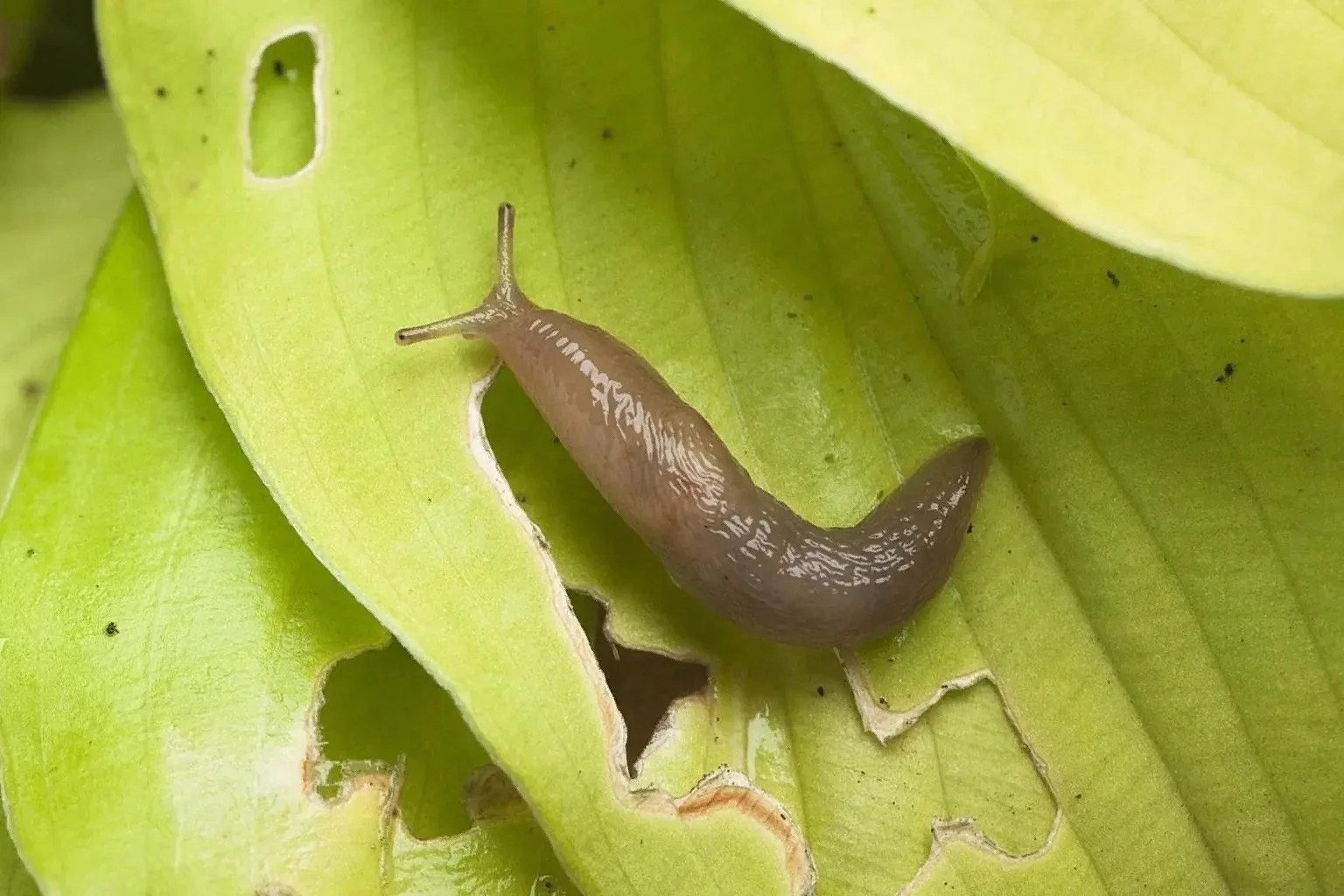 🐌 Слизни захватили сады