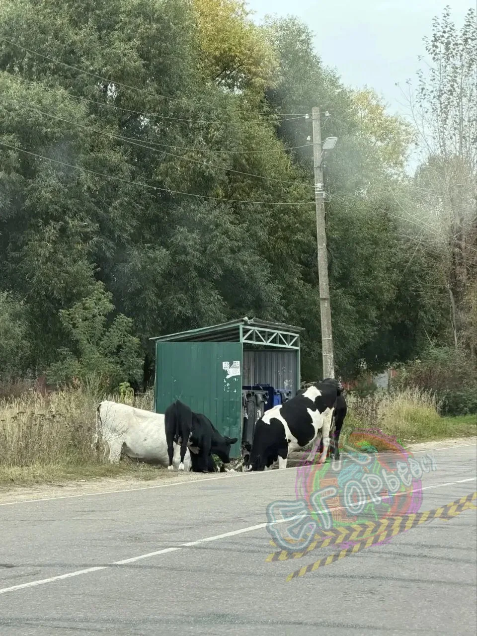Чьи коровы? Можно молока отлить? 😁