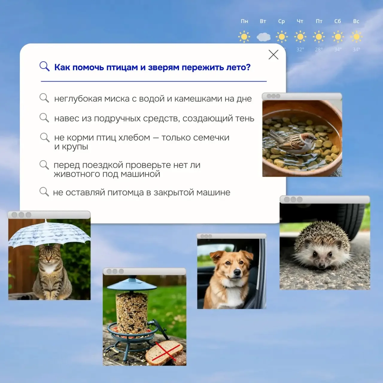 Как помочь птицам и зверям пережить лето❓

Летняя жара — серьёзное испытание не только для людей, но