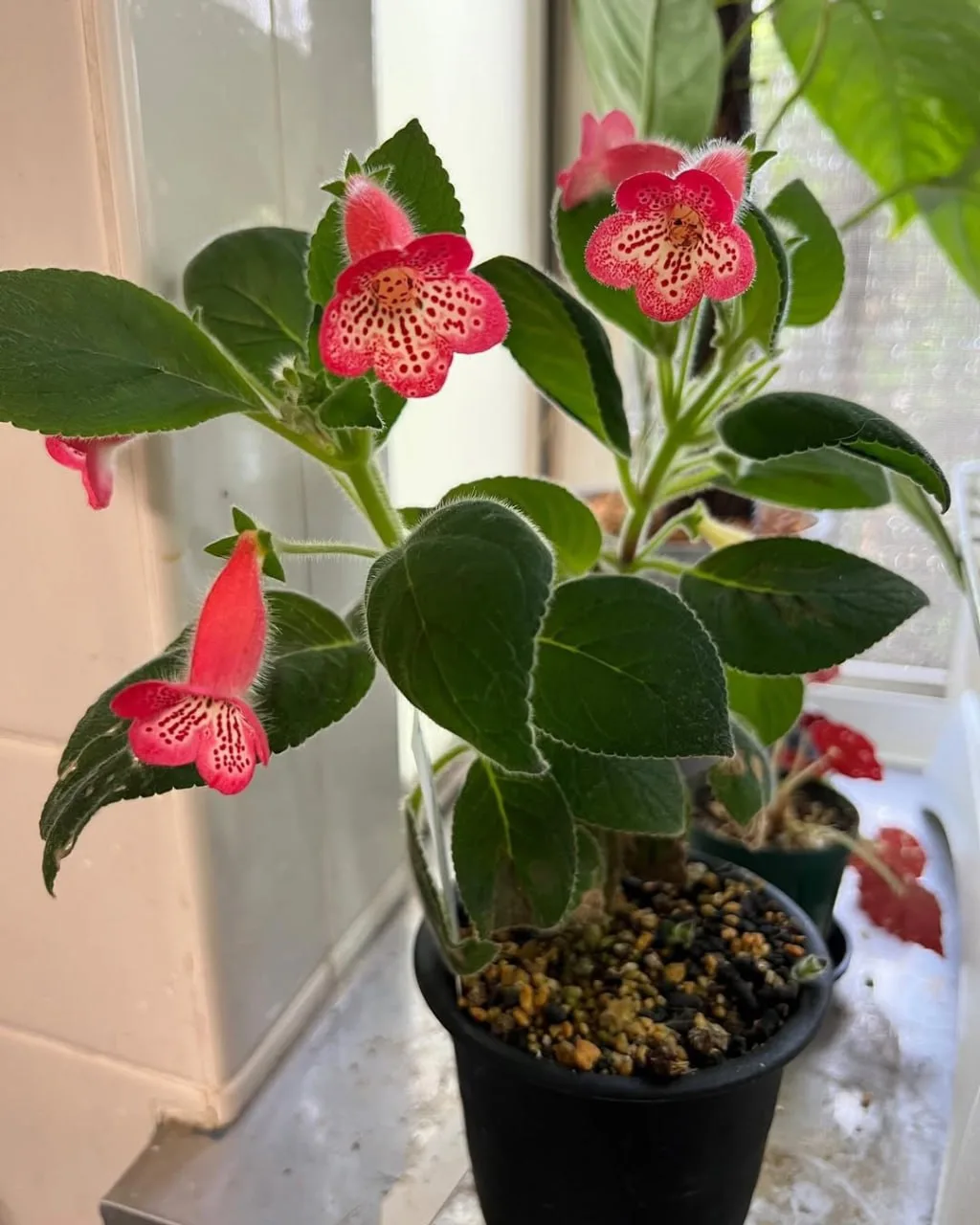 🌱 Колерия (Kohleria) — это род травянистых растений, принадлежащий к семейству геснери...