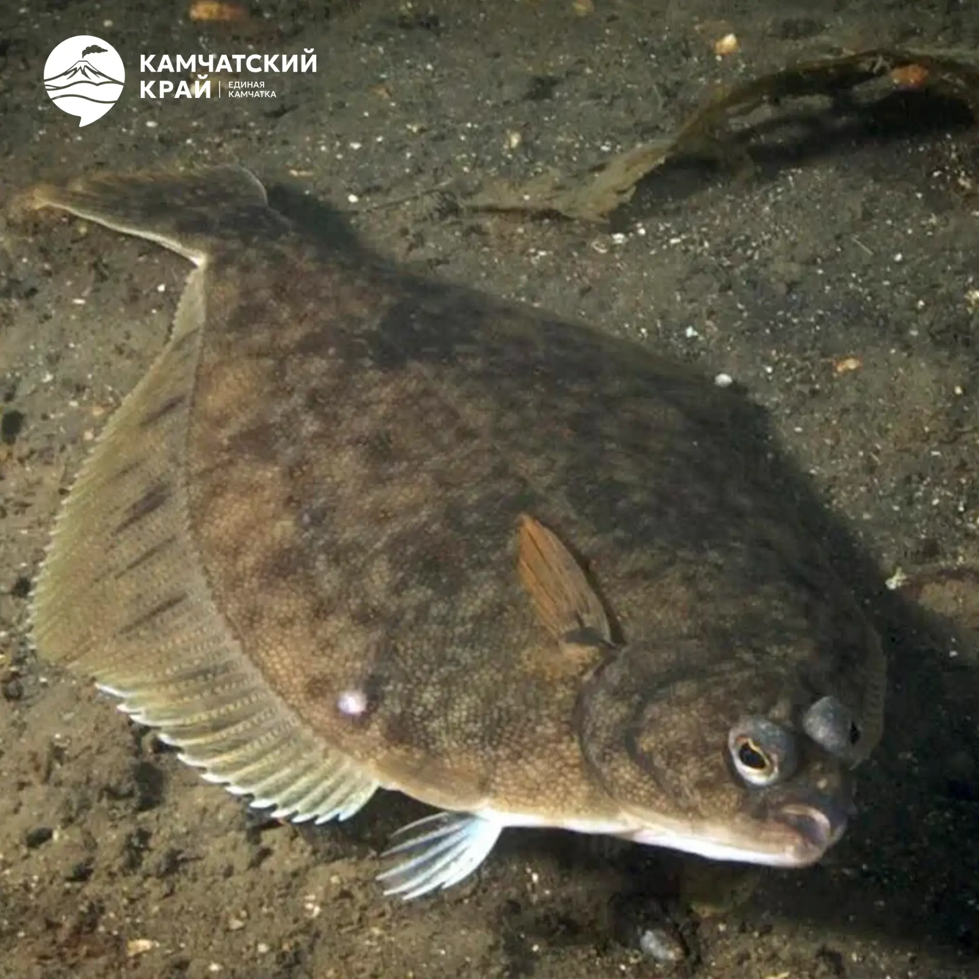 🐟 Желтопёрая камбала — мастер маскировки камчатских глубин.

🟢 Интересные факты:
• Умеет менять ок