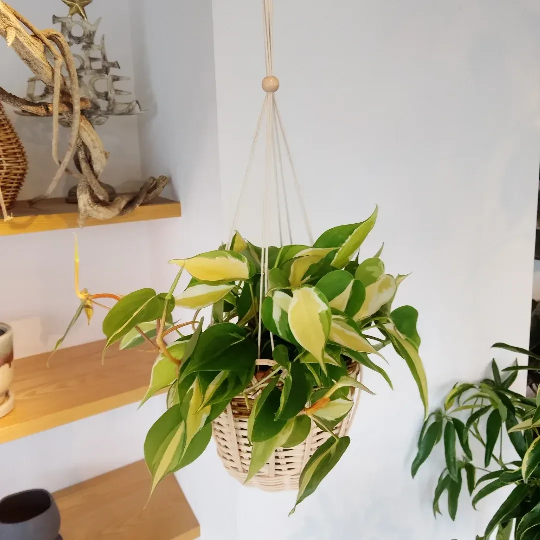 🌿 Филодендрон Cream Splash ❤️