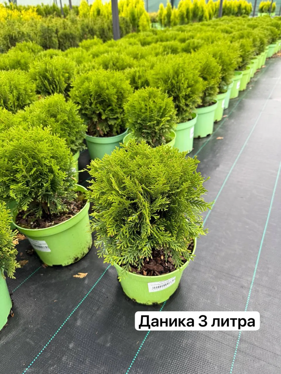 Туи в наличии 3 литра 
✔️Даника 
✔️Голден Брабант 
✔️Голден Смарагд 
✔️Санни Смарагд 
✔️Тайни Тим 

