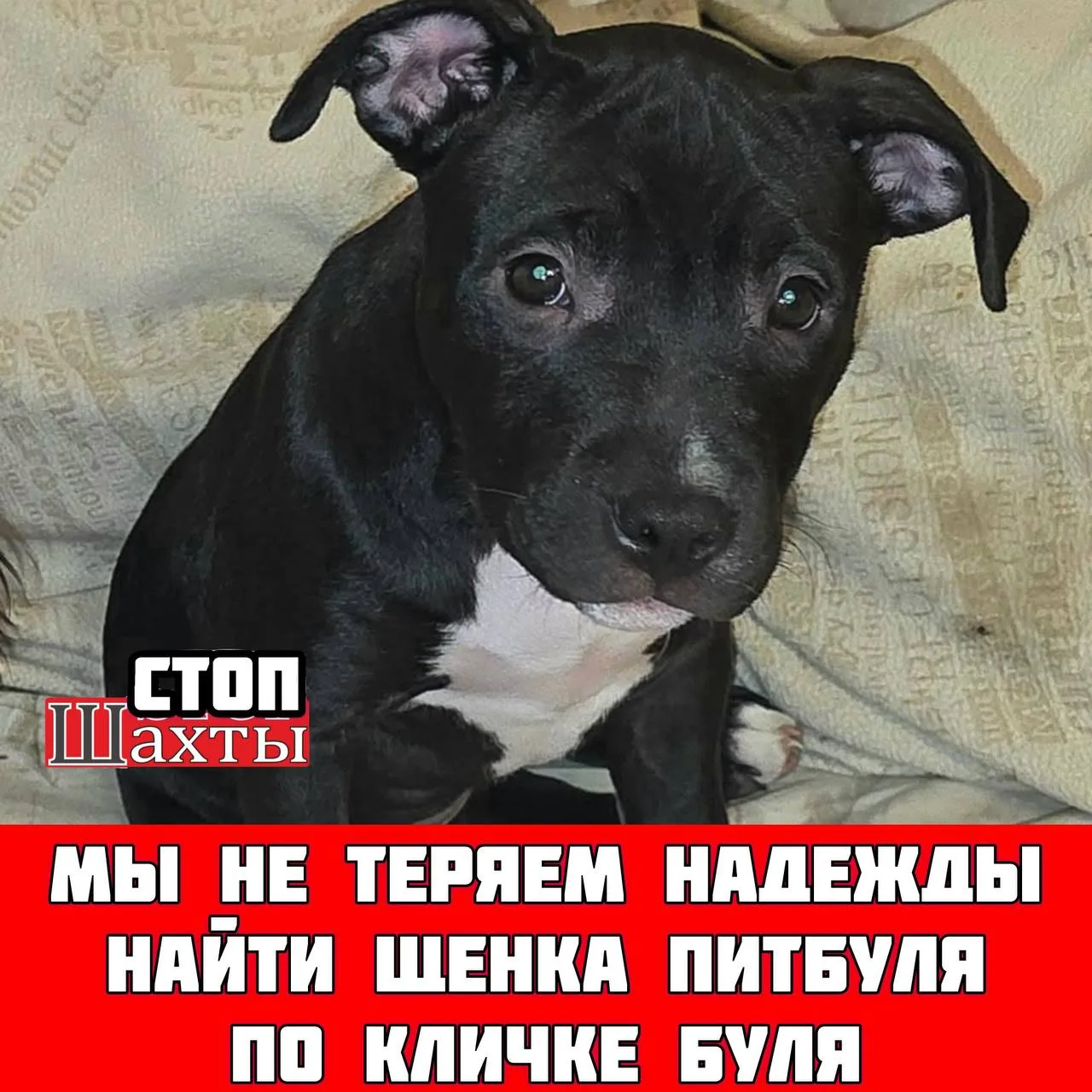 КАЖДЫЙ ЛАЙК И РЕПОСТ ПОМОЖЕТ БОЛЬШЕМУ КОЛИЧЕСТВУ ЛЮДЕЙ УВИДЕТЬ ДАННЫЙ ПОСТ 

Пропала собака питбуль.