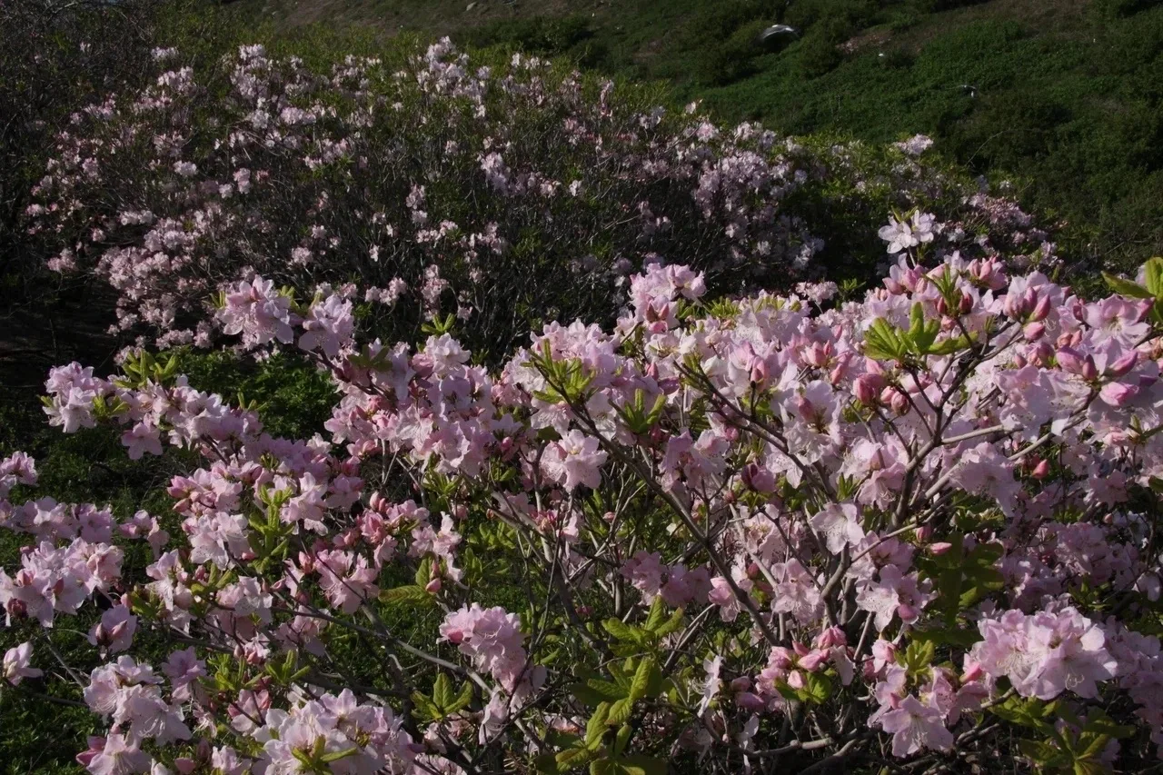 Вы только посмотрите, что творится на «Земле леопарда»! 🌸  Пока вы листаете ленту, в лесах Приморья 