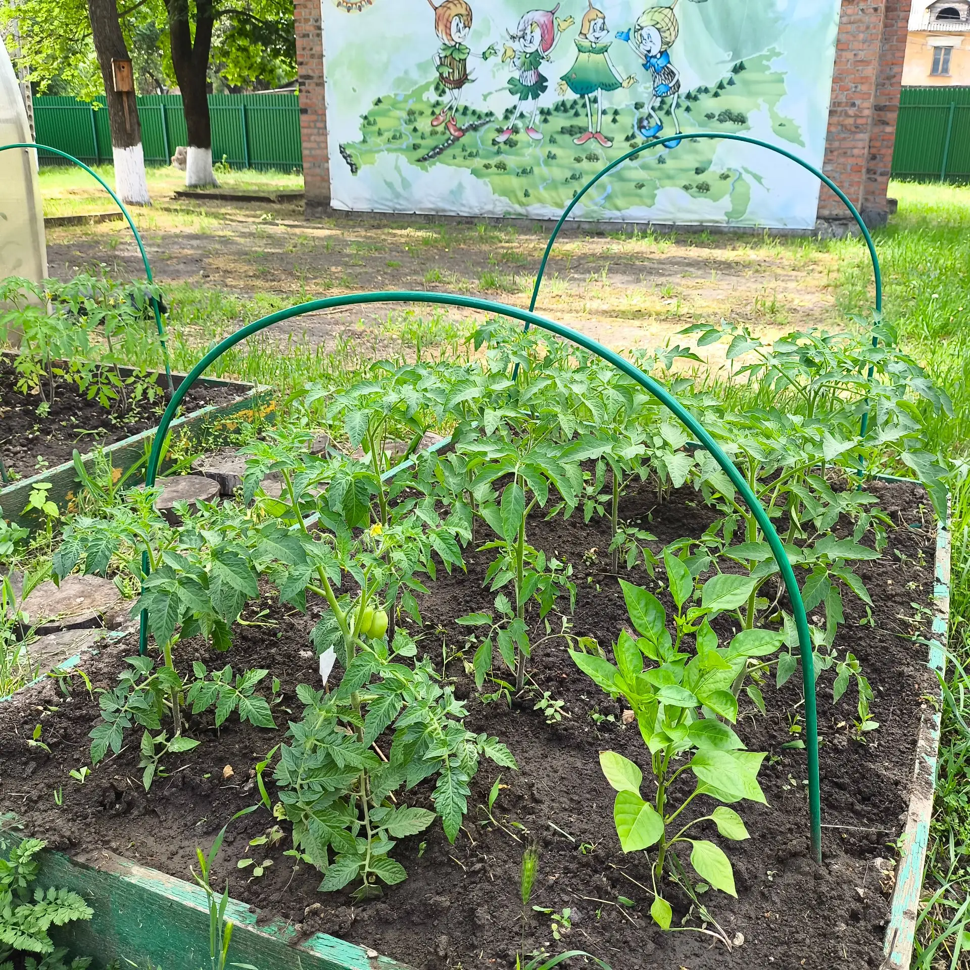 🌱 Наш огород подрос!
