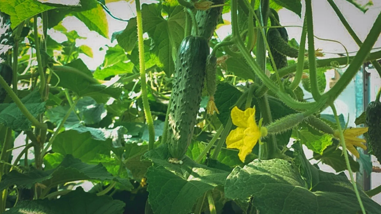 🥒 Огурцы в Тюмени умирают даже в теплицах