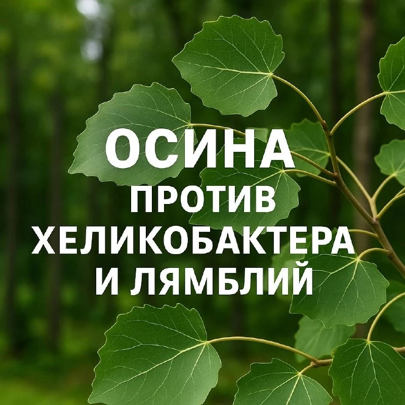 ОСИНУ, от ХЕЛИКОБАКТЕР ПИЛОРИ и ЛЯМБЛИЙ