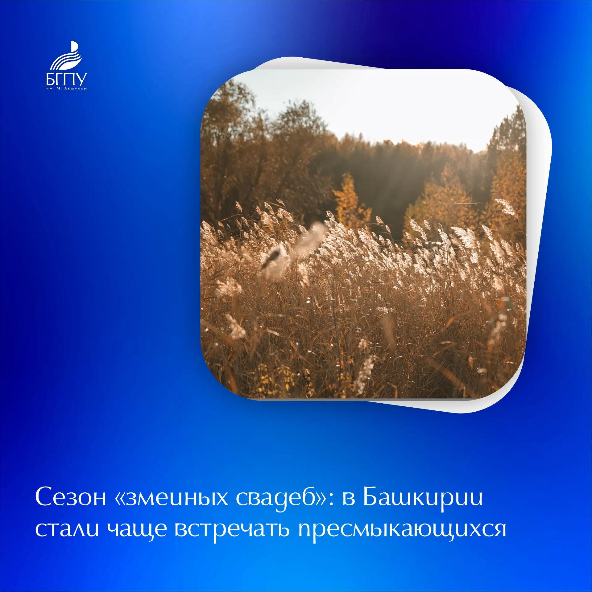 💬 В социальных сетях Башкирии активно обсуждают участившиеся случаи встреч со змеями. Жители связыва