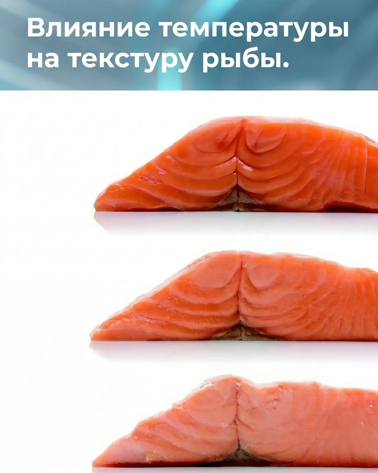 Влияние температуры на текстуру рыбы.

Настоящая проблема в приготовлении рыбы и мяса состоит в полу