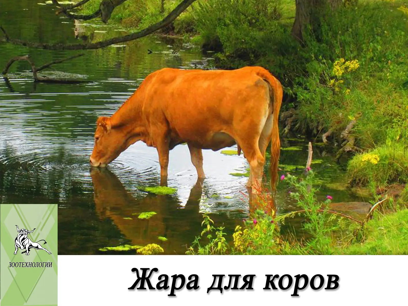 ☀️ Жара для коров — это не просто дискомфорт

С наступлением высоких температур организм животных ис