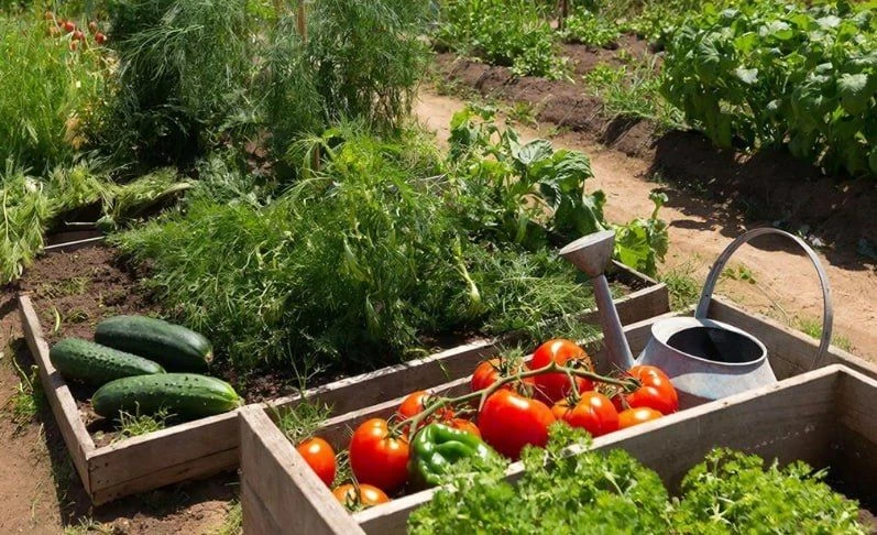 Земля-кормилица: как прокачать почву за один сезон 🌱🚀Устали от скудных урожаев на ист...