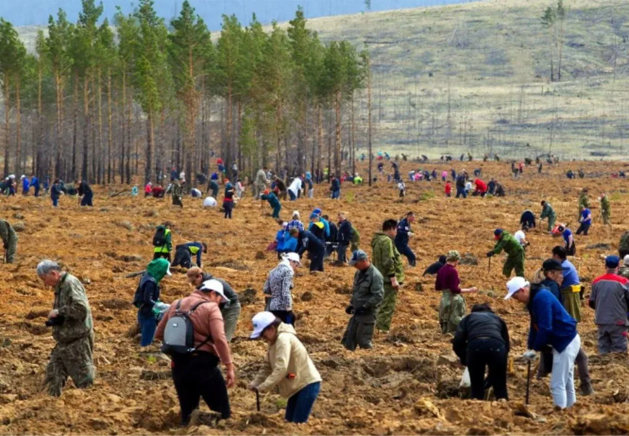 🌳Калмыкия показала рекордные результаты по восстановлению лесов