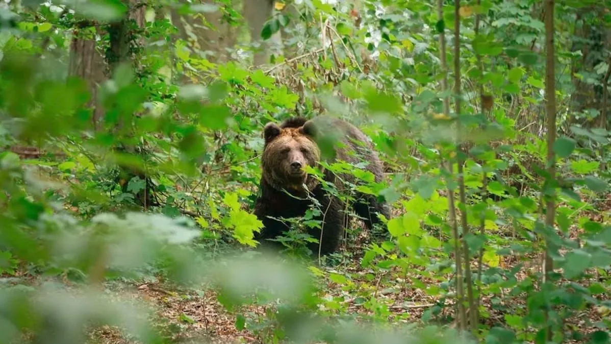 ⚡️Медведь напал на женщину с сыном, собиравших землянику в Пермском крае, — СМИ.